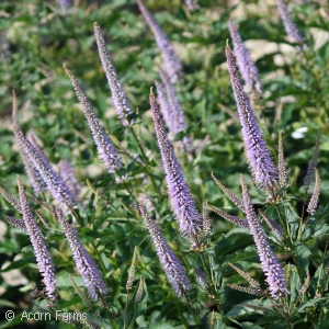 VERONICASTRUM CUPID