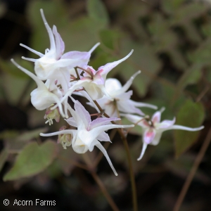 EPIMEDIUM GRANDIFLORUM