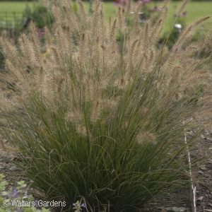 PENNISETUM ALO PIGLET