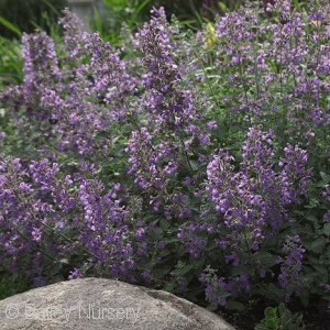 NEPETA FAA WALKERS LOW