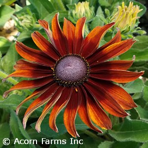 ECHIBECKIA SIZZLING SUNSET