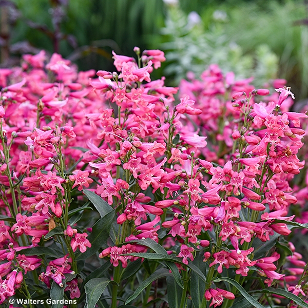 PENSTEMON MAGDALENA SUNSHINE