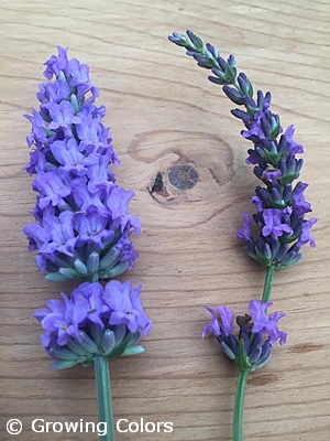 LAVANDULA SENSATIONAL