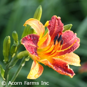 HEMEROCALLIS RED RIBS