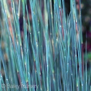 SCHIZACHYRIUM THE BLUES