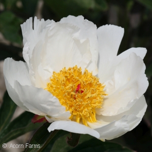 PAEONIA KRINKLED WHITE