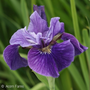 IRIS SIB RUFFLED VELVET