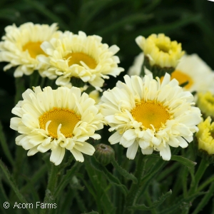 LEUCANTHEMUM REAL DREAM