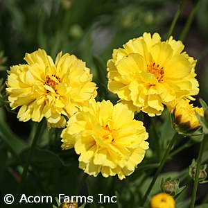 COREOPSIS LEADING LADY CHARLIZ