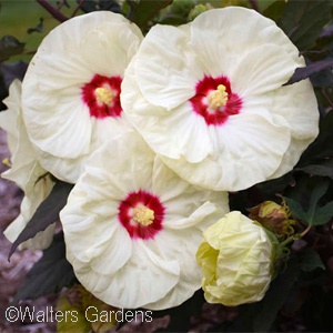 HIBISCUS FRENCH VANILLA