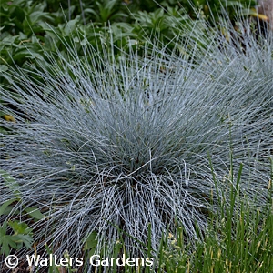 FESTUCA GLA BLUE WHISKERS