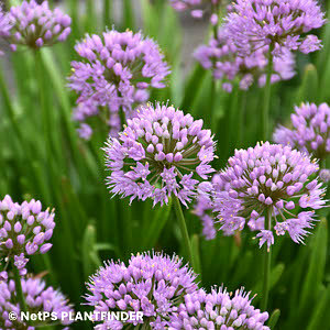 ALLIUM SUMMER BEAUTY