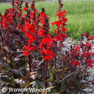 LOBELIA SCARLET BRONZE LEAF