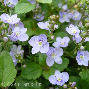 VERONICA WATERPERRY BLUE