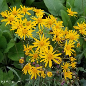 Packera aurea - Pennsylvania native perennial plant