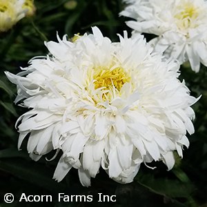 LEUCANTHEMUM MARSHMALLOW