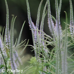 VERONICASTRUM VIRGINICUM