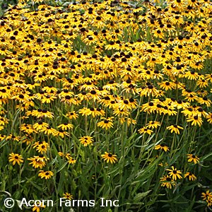 Rudbeckia 'Viettes Little Suzy'