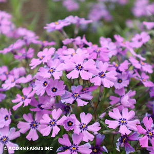 PHLOX SUB PURPLE BEAUTY