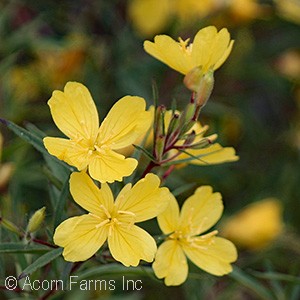 OENOTHERA LEMON DROP