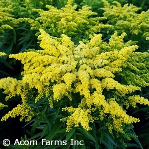 SOLIDAGO SWEETY