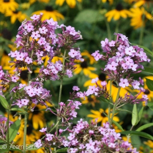 PHLOX PAN JEANA