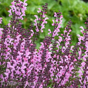 SALVIA PINK DAWN