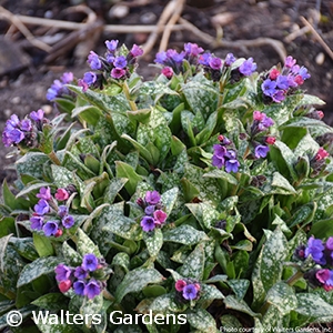 PULMONARIA SPOT ON