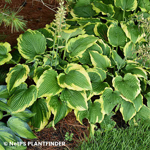 HOSTA SPARTACUS