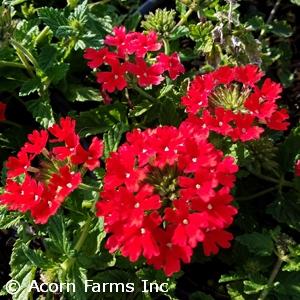 VERBENA CAN HOMESTEAD RED