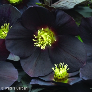 Helleborus