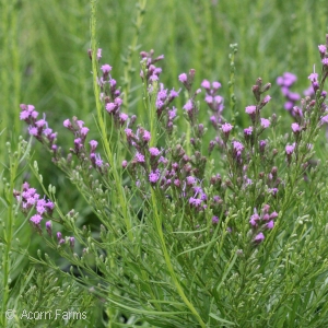 LIATRIS MICROCEPHALA