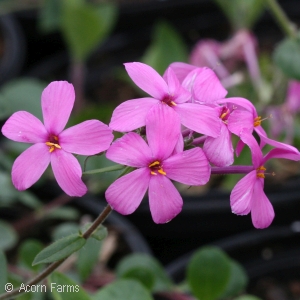 PHLOX STO HOME FIRES