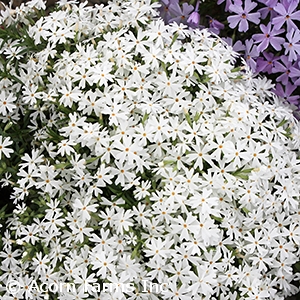 PHLOX SUB SNOWFLAKE