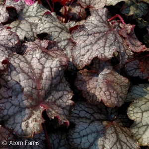 HEUCHERA AMETHYST MIST