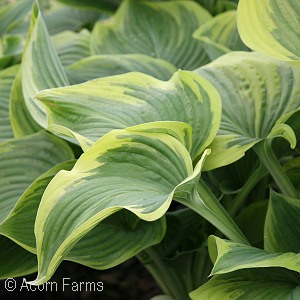 HOSTA VICTORY