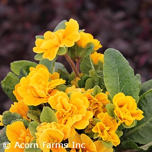 PRIMULA P BELARINA MANDARIN