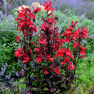 LOBELIA SPE VULCAN RED