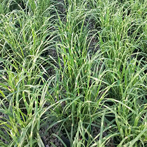 MISCANTHUS SIN GOLD BREEZE