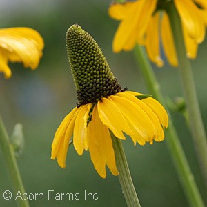 RUDBECKIA MAXIMA