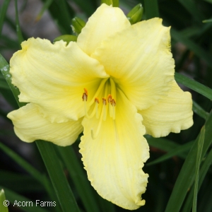 HEMEROCALLIS FRAGRANT RETURNS