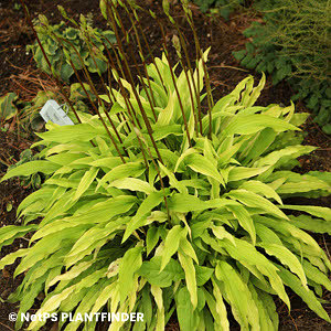 HOSTA PARTY STREAMERS