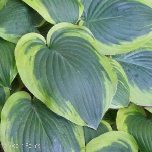 HOSTA ROBERT FROST