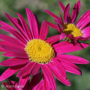 TANACETUM COC ROBINSONS RED