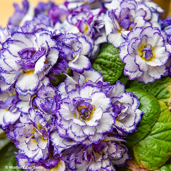 PRIMULA BELARINA RHAPSODY