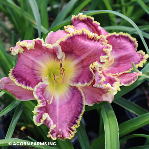 HEMEROCALLIS RASPBERRY ECLIPSE