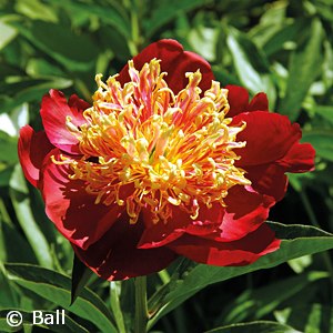 PAEONIA SWORD DANCE