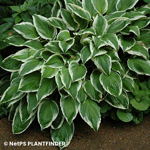 HOSTA SO SWEET