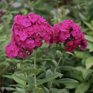 PHLOX PAN PEACOCK NEON PURPLE