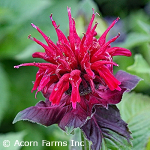 MONARDA FIREBALL